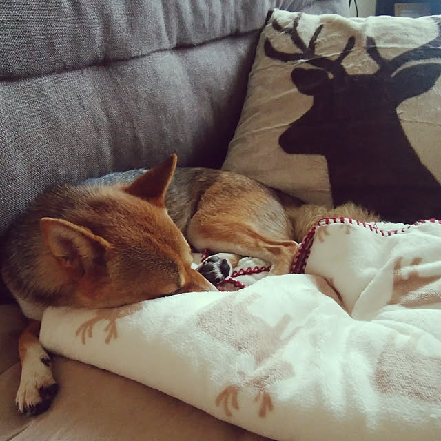mameさんの実例写真