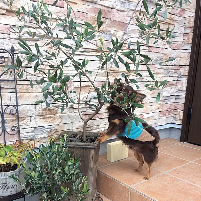 miyuさんの実例写真