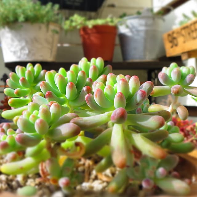 多肉植物 棚ではありませんのおしゃれなアレンジ・飾り方の 多肉植物 棚ではありませんのおしゃれなアレンジ・飾り方の