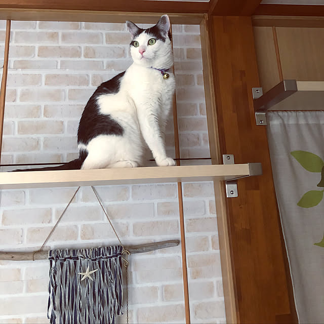 miiko3さんの実例写真