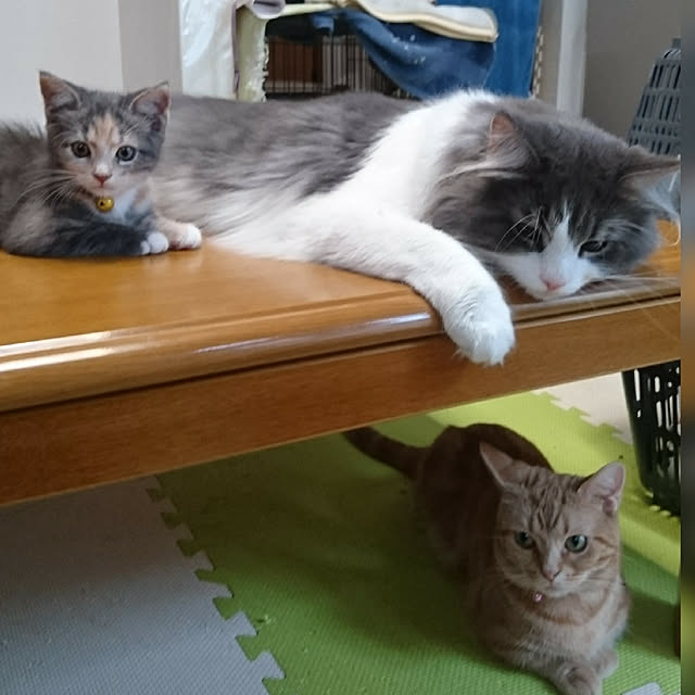 shinobuさんの実例写真