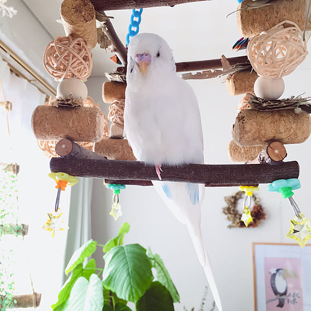 torikoさんの実例写真