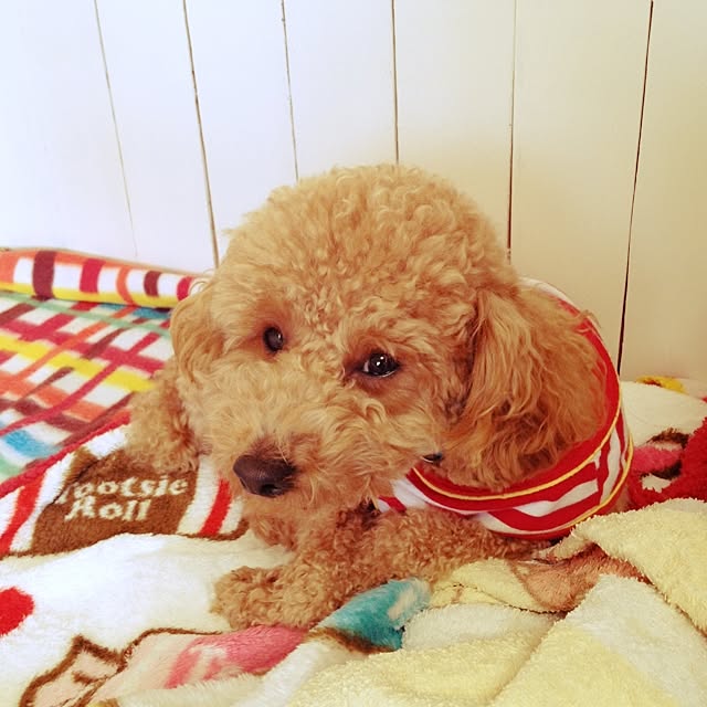 kumiさんの実例写真