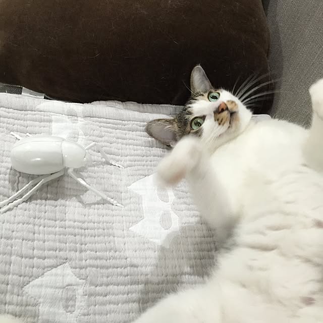 yuchiさんの実例写真