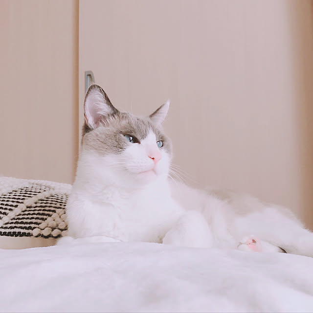 milkcocoaさんの実例写真
