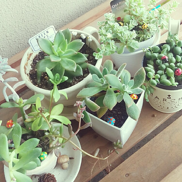 玄関/入り口/多肉植物/寄せ植えのインテリア実例 - 2017-11-20 21:41:06