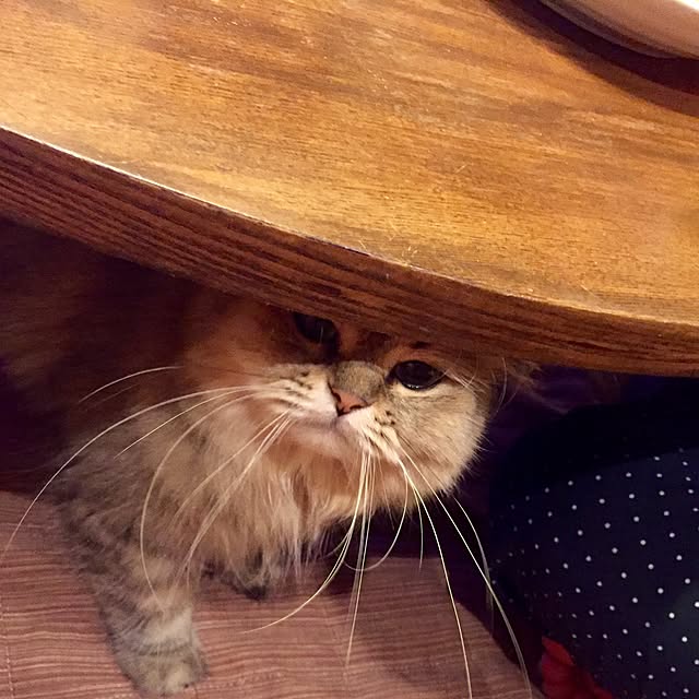 butachanさんの実例写真