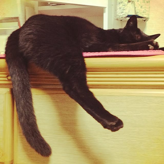 棚/ラビ（♂）/猫部/インテリアじゃなくてごめんなさいのインテリア実例 - 2015-06-26 13:24:40