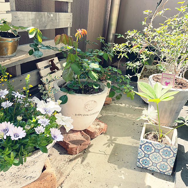 pochaさんの部屋