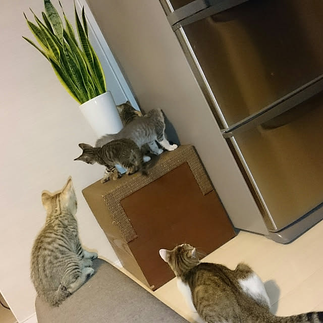 gurikoさんの実例写真