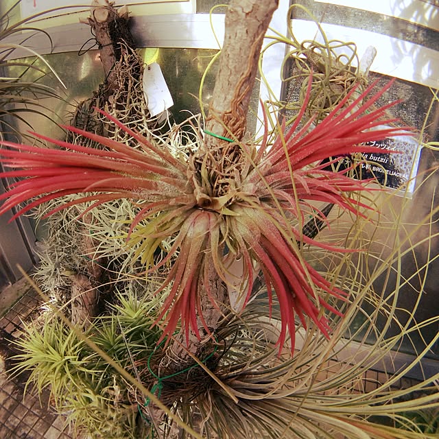 Plantexhibitionhallさんの実例写真
