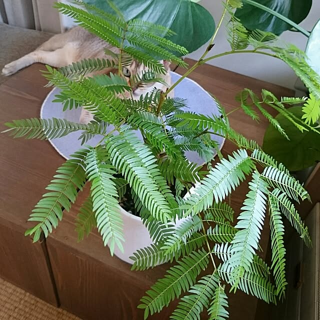 Jcさんの実例写真