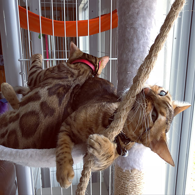 iranさんの実例写真