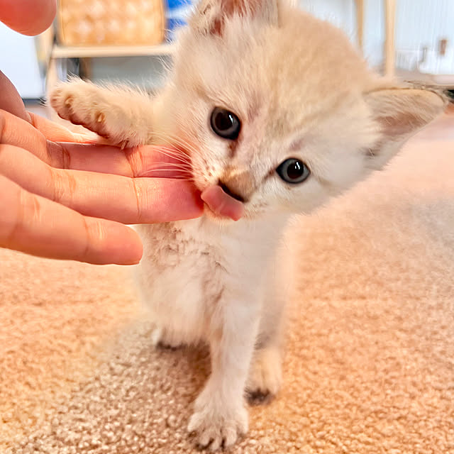 amさんの実例写真