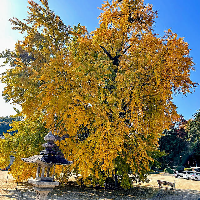 akaidarumaさんの部屋