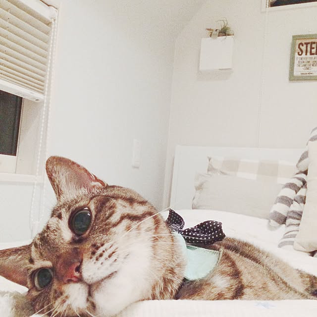 lovecatさんの実例写真