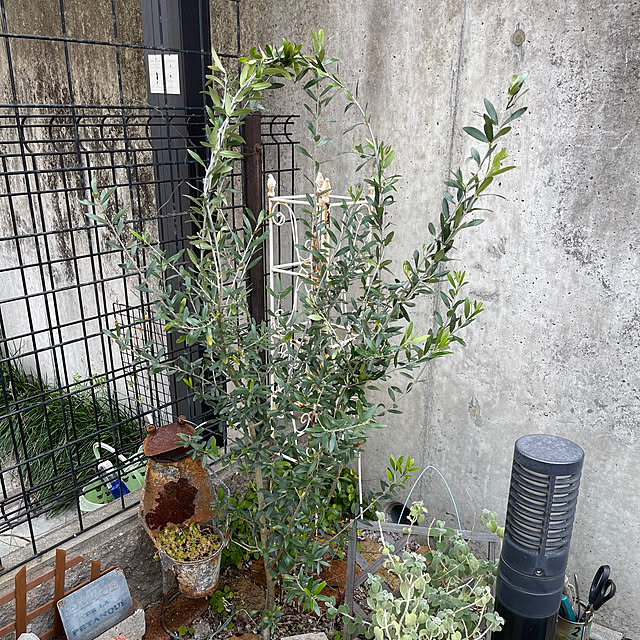 kikiさんの実例写真