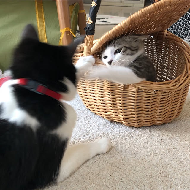 実例写真