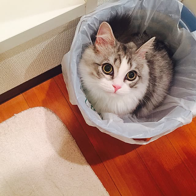 Yokoさんの実例写真