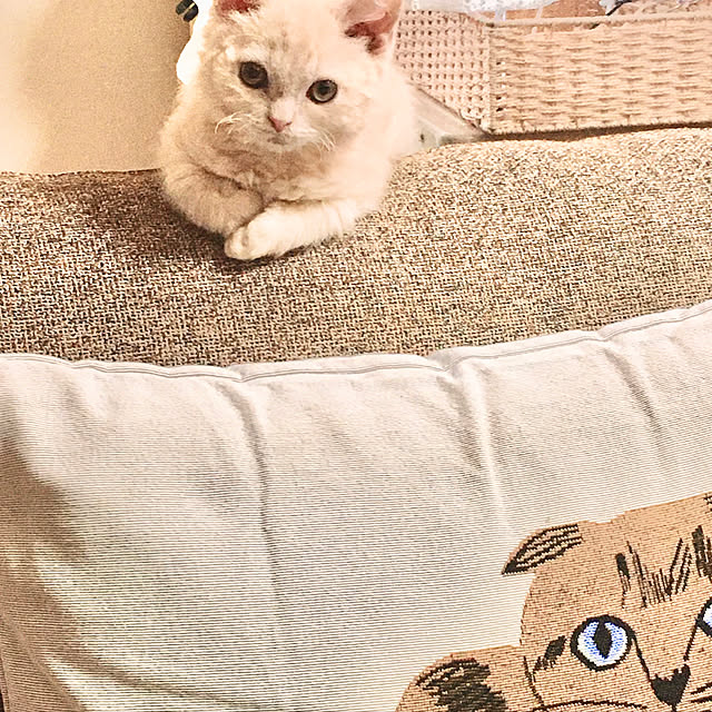 naokoさんの実例写真