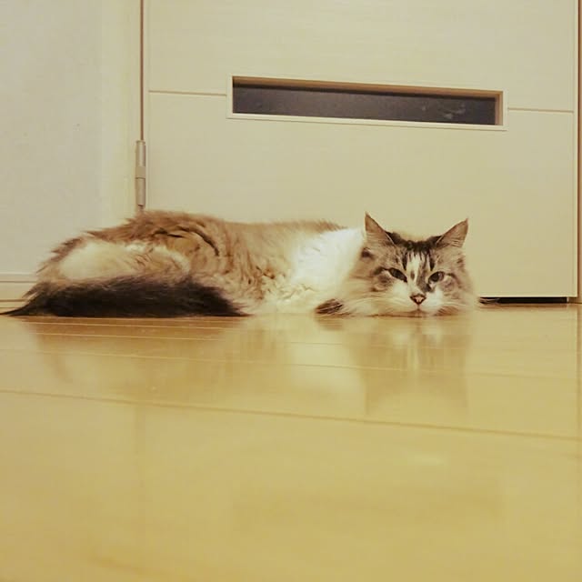 123sgnbさんの実例写真