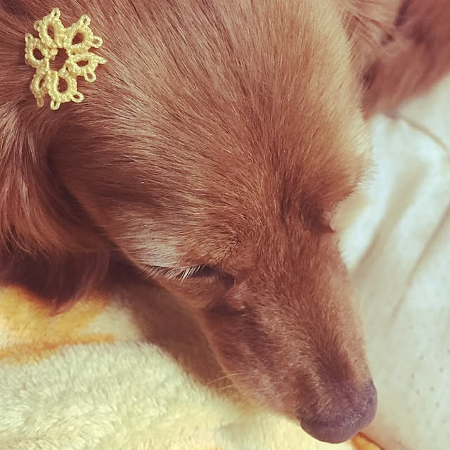 sakuさんの実例写真