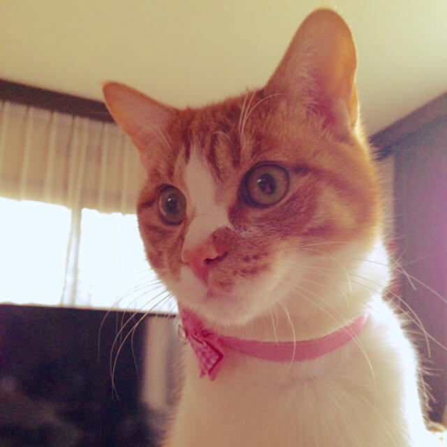 yurincaさんの実例写真