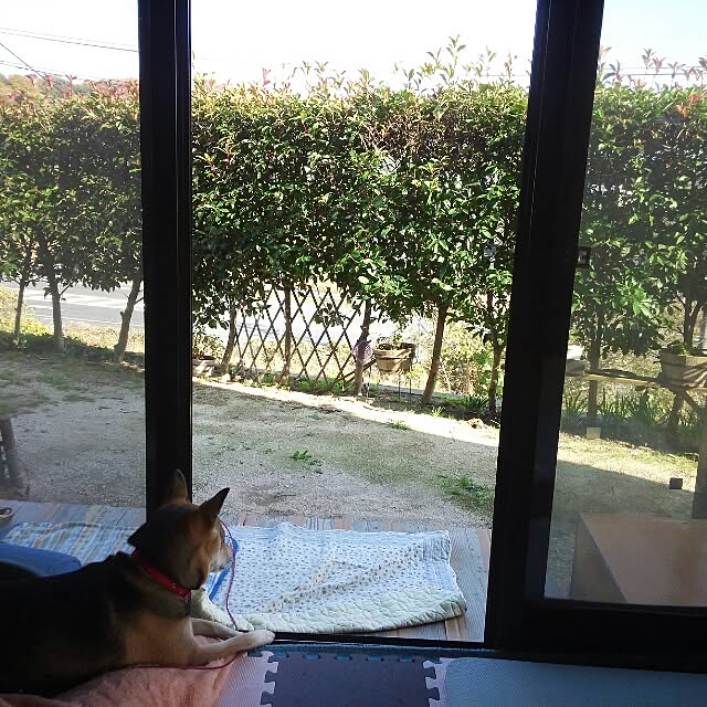 shinobo82さんの実例写真