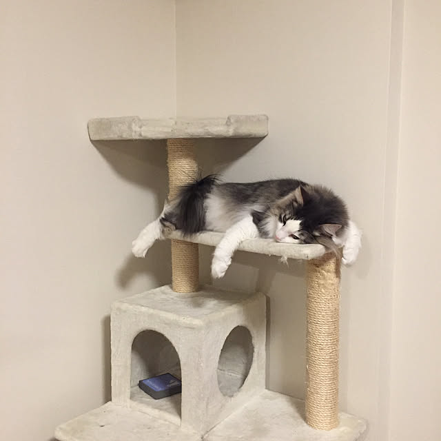 mofさんの実例写真