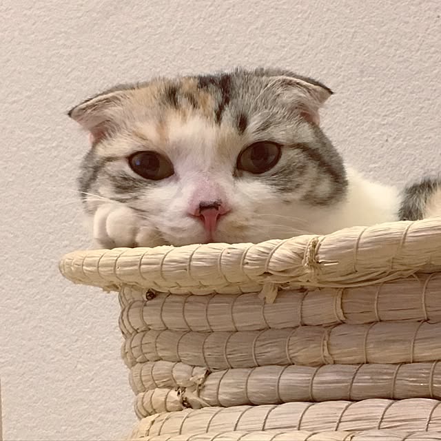 yokkochanさんの実例写真