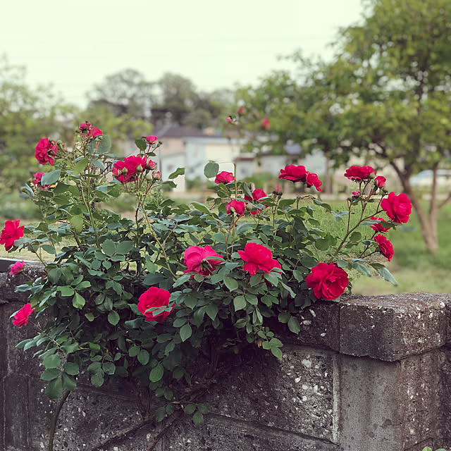 Lupinthe3rdさんの実例写真