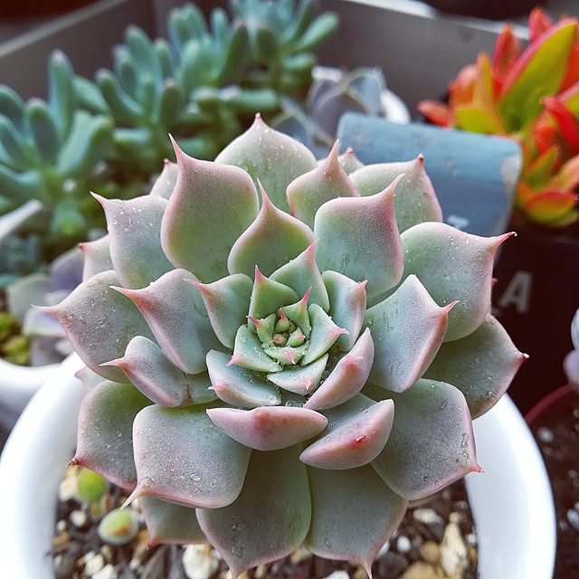 VERANDARJUNさんの実例写真