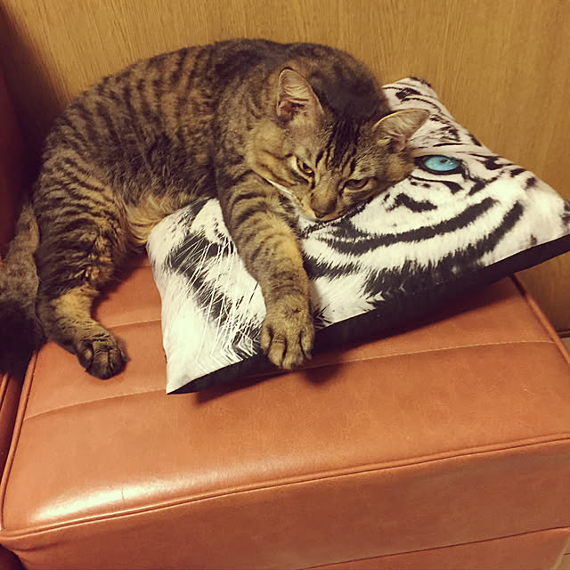 oniyomeさんの実例写真