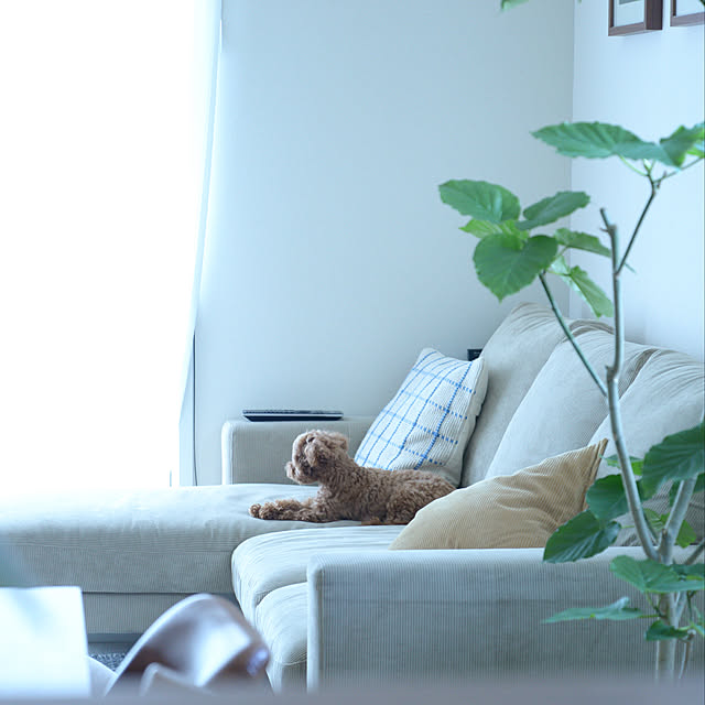 nico_home_igさんの実例写真