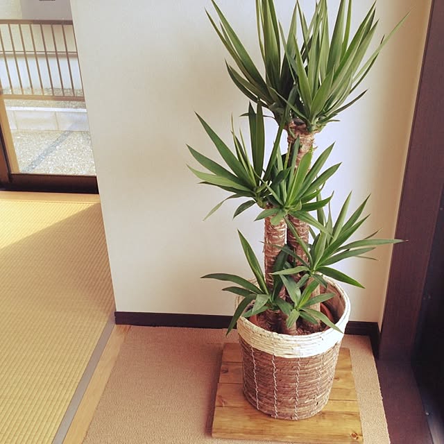 UQさんの実例写真