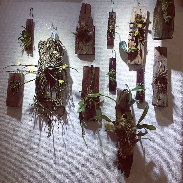S-Tillandsiaさんの実例写真