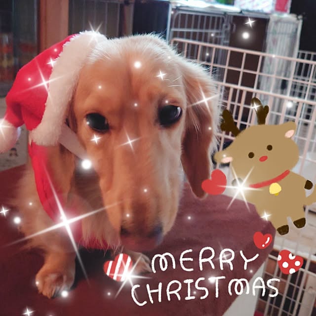 リビング/クリスマス/ミニチュアダックス/いつもいいね！ありがとうございます♪/いぬと暮らすのインテリア実例 - 2023-12-24 21:25:02