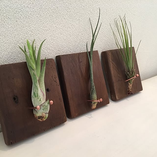 kirinさんの実例写真