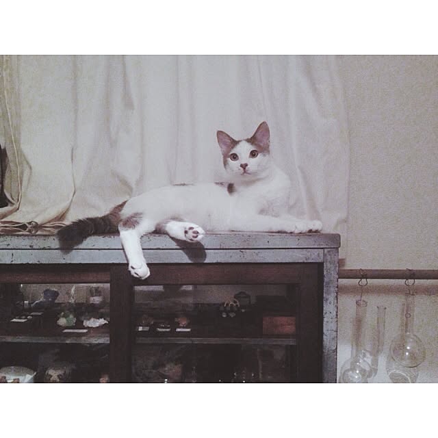 yanakaさんの実例写真
