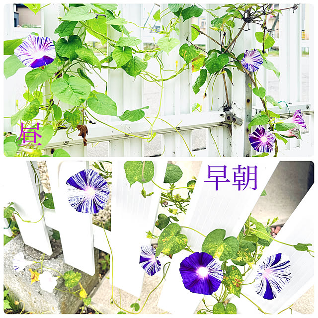 usagiさんの部屋