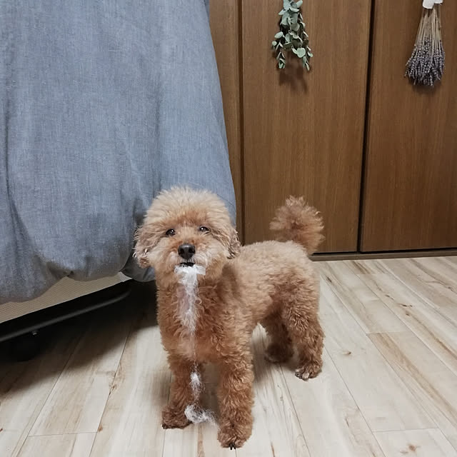 santamamaさんの実例写真