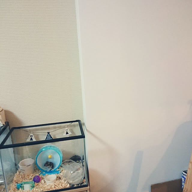 myumaさんの実例写真
