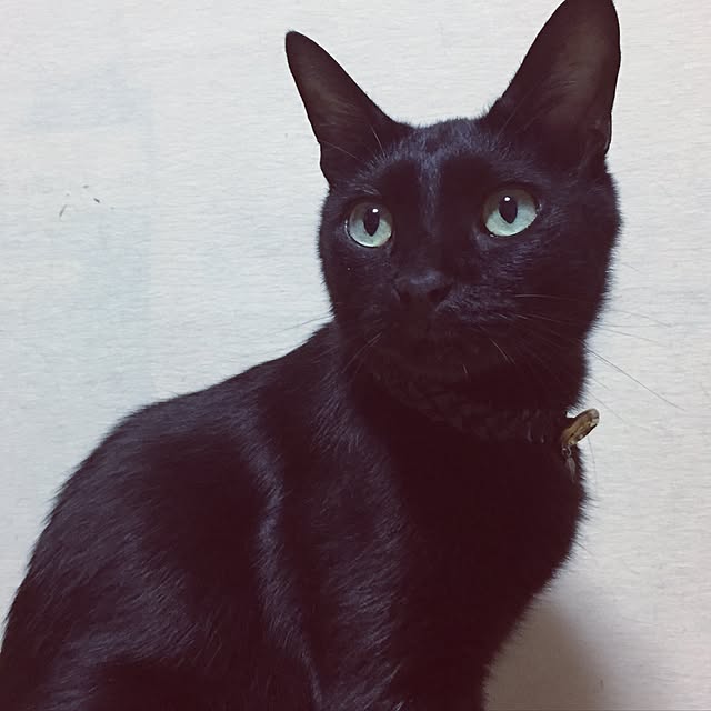 miuさんの実例写真