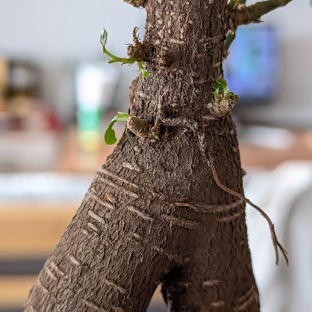 mi-saさんの部屋