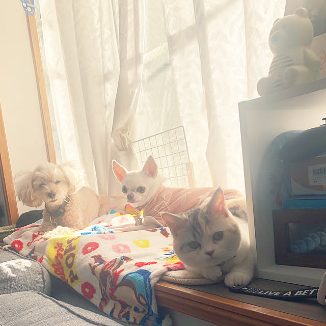 likeさんの実例写真