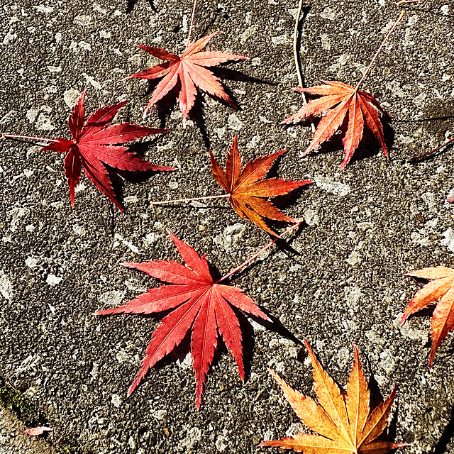 Akitaさんの部屋