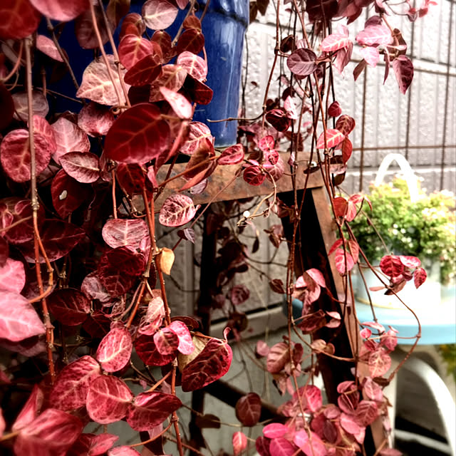 kokko3さんの実例写真