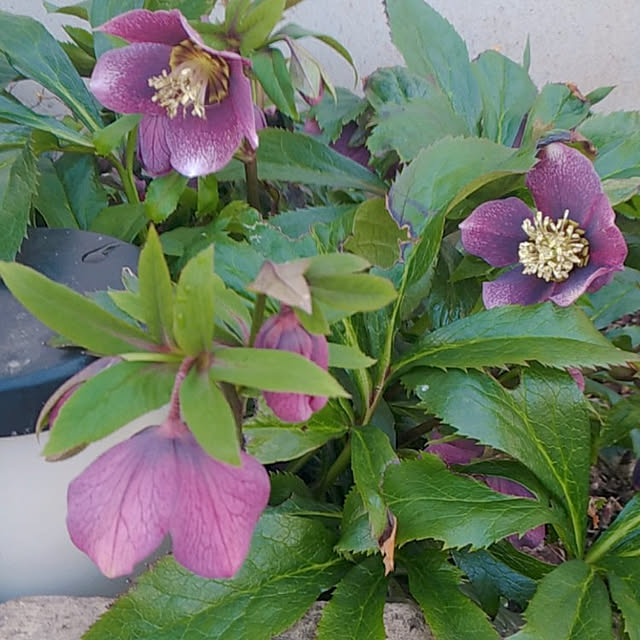 magnoliaさんの実例写真
