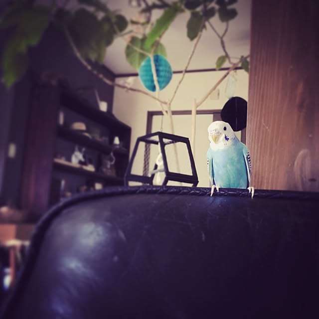 animalflapさんの実例写真