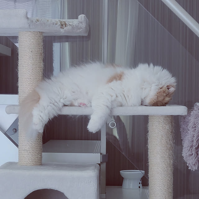 pikuさんの実例写真